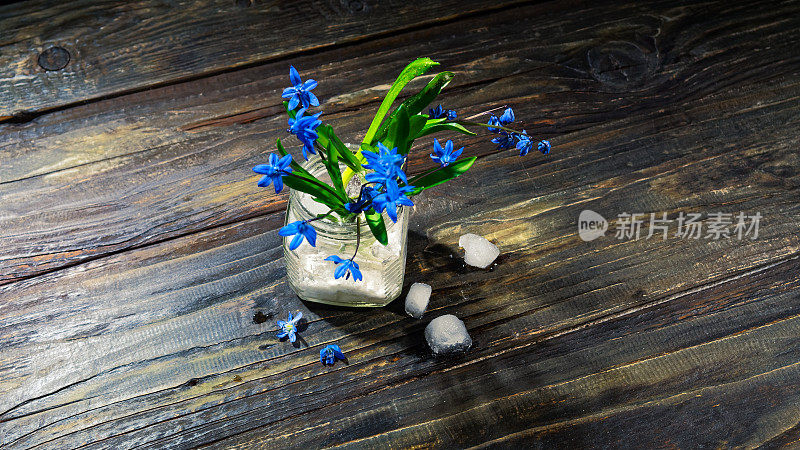 黑色的仍然有蓝色的花(scilla siberica)